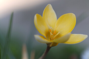Fototapeta premium yellow crocus, open yellow flower, delicate yellow crocus, orange pollen pistils, close-up crocus chrysanthus surrounded by grey backgrounds, pollen pistils