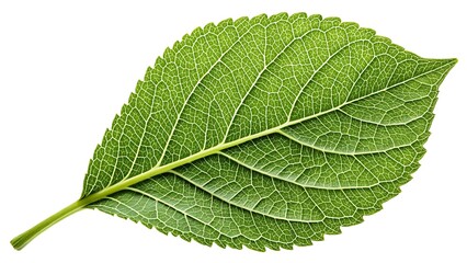 Obraz premium High-Quality Green Leaf Isolated on White Background Perfect for Nature and Environmental Projects