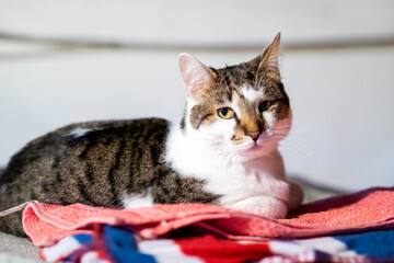 A cat is comfortably laying on a soft blanket, gazing at the camera
