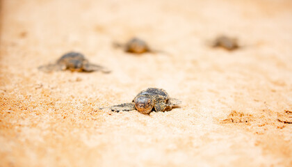 A small baby sea turtle crawls along the sandy shore towards the ocean to survive. The turtle hatched on the island of Sri Lanka. New life, saving the population, the way forward to a new life.