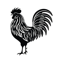 rooster isolated on white background