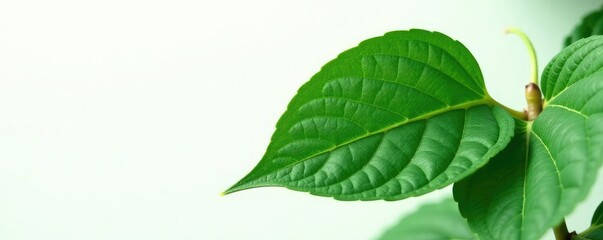 Obraz premium Dark green leaf with intricate veins on white background, tree leaves, nature photography