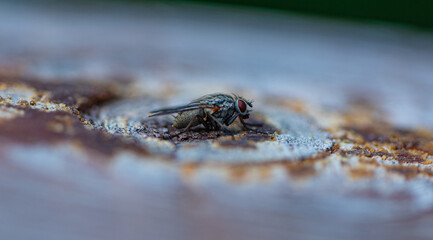 The photograph shows a fly sitting on a rough surface, possibly tree bark or a rock. Its body is covered in tiny hairs, and its large red compound eyes stand out. The wings are folded along its body, 