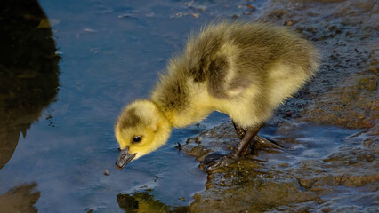 The goslings are foraging in the swamp