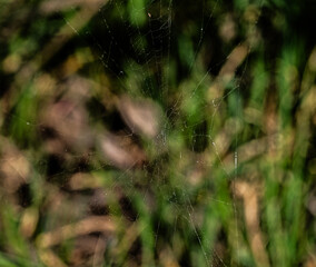 The photograph shows a spider web stretched between blades of grass and branches. It is thin and almost invisible, but the sunlight reflects on individual strands, making them noticeable