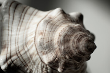 Close view of sea shell displaying fascinating texture