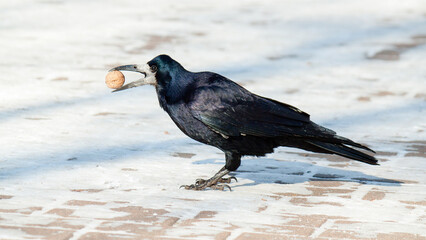 crow on the beach