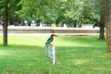 Colourful kingfisher on sign advising place of national significance and asking for discipline in...