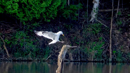 A seagull ready to land on a branch