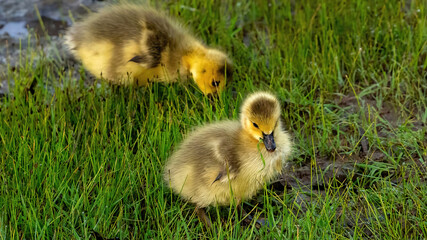 Baby Canada Goose foraging on the grassland