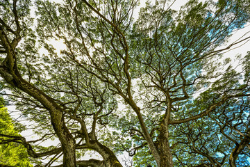 Oahu, Hawaii Spring 2025