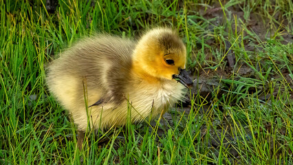 Baby Canada Goose foraging on the grassland