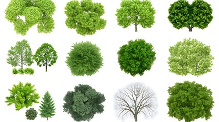Fototapeta premium Tree collection on white, architecture, design