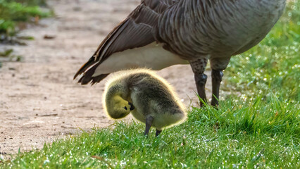 The gosling self-cleaning beside the mother goose