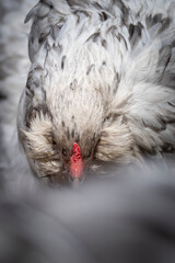 Blue Splash Ameraucana