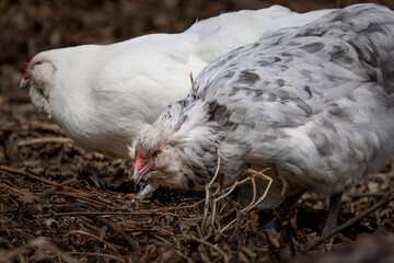 Blue Splash Ameraucana