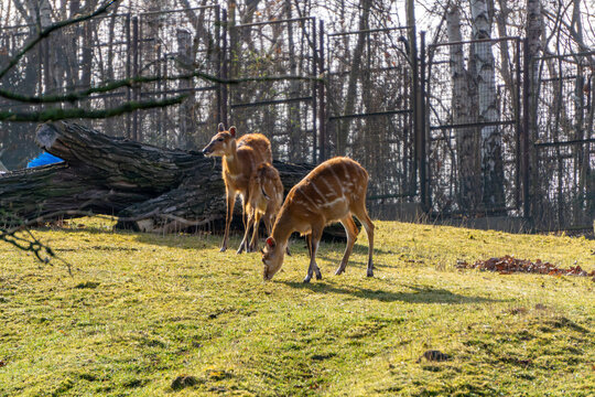 Savanna sitatunga (Tragelaphus spekii) mammals from the bovid family. wild animals behind bars.
