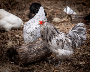 Blue Splash Ameraucana