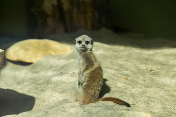 Fototapeta premium a meerkat standing on two paws in the sand and posing for photos