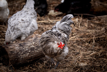 Blue Splash Ameraucana Rooster
