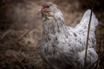 Blue Splash Ameraucana