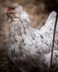Blue Splash Ameraucana