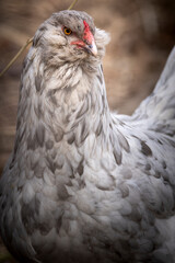 Blue Splash Ameraucana