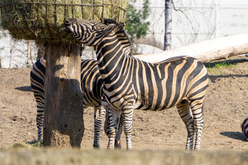 wild animal zebra during meal. collects eats dry grass from the pasture.