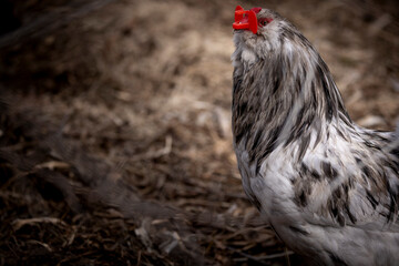 Blue Splash Ameraucana Rooster