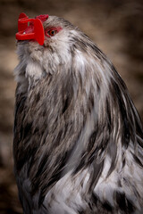 Blue Splash Ameraucana Rooster
