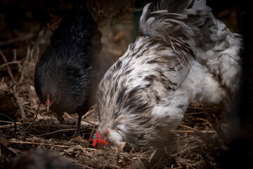 Blue Splash Ameraucana