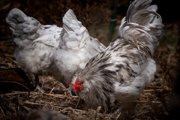 Blue Splash Ameraucana Rooster