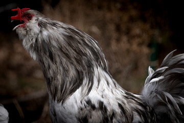 Blue Splash Ameraucana Rooster