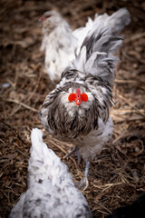 Blue Splash Ameraucana Rooster