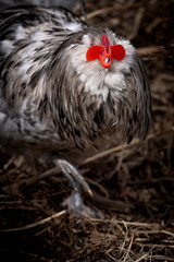 Blue Splash Ameraucana Rooster