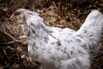 Blue Splash Ameraucana