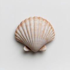 Seashell on white background, studio shot, ocean theme, craft design