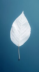 white leave in blue background