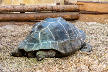 a large land turtle basks under the lamps while resting. a turtle hidden in its shell