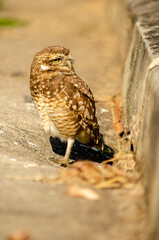 barn owl sitting on the ground