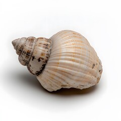 Fototapeta premium Seashell spiral ocean beach nature white background craft