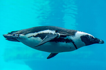 Fototapeta premium penguins swimming underwater. wild aquatic animals competing in swimming.