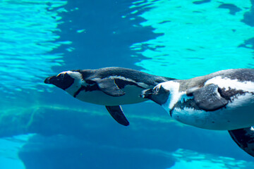 Fototapeta premium penguins swimming underwater. wild aquatic animals competing in swimming.