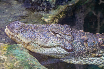 wild animal crocodile lying and resting in the water with its snout resting on a stone.
