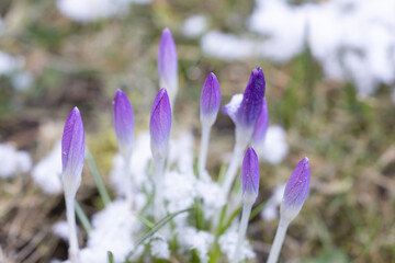 Fototapeta premium Crocuses from my garden - Poland.