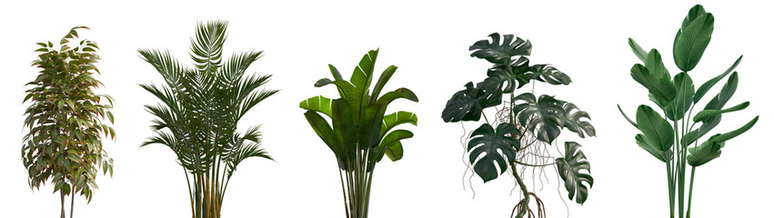 Indoor and outdoor plants for interior or yard decoration isolated png on a transparent background premium realistic cutout  © Roman