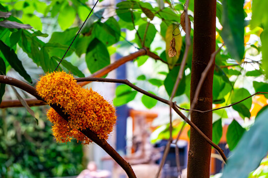 ASHOKA (Saraca indica) an evergreen tree blooming with small orange flowers.