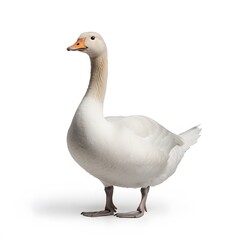 Fototapeta premium White goose studio shot, isolated, farm animal, poultry, agricultural