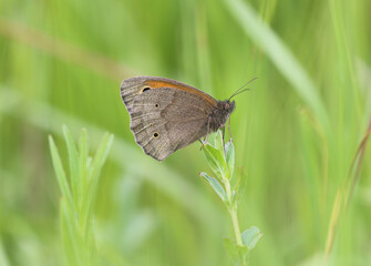 Großes Ochsenauge - Meadow brown
