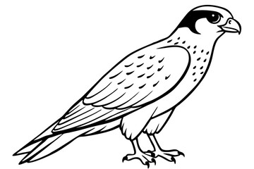 Fototapeta premium falcon line art silhouette vector illustration